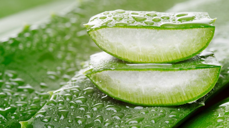 Unveiling the Future An In-Depth Analysis of the Expanding Aloe Vera Extract Market Trends
